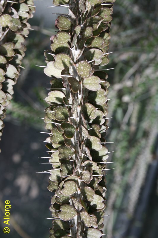 Didieraceae, Alluaudia ascendens